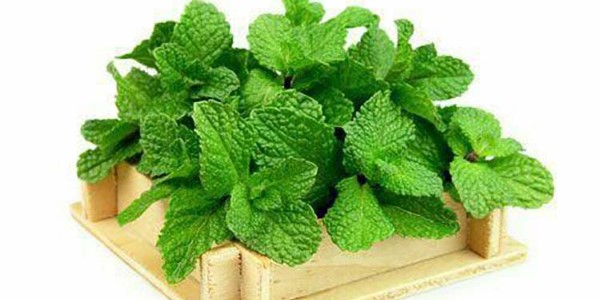 تصویر 3 از خرید و قیمت گیاه دارویی پونه + فروش صادراتی